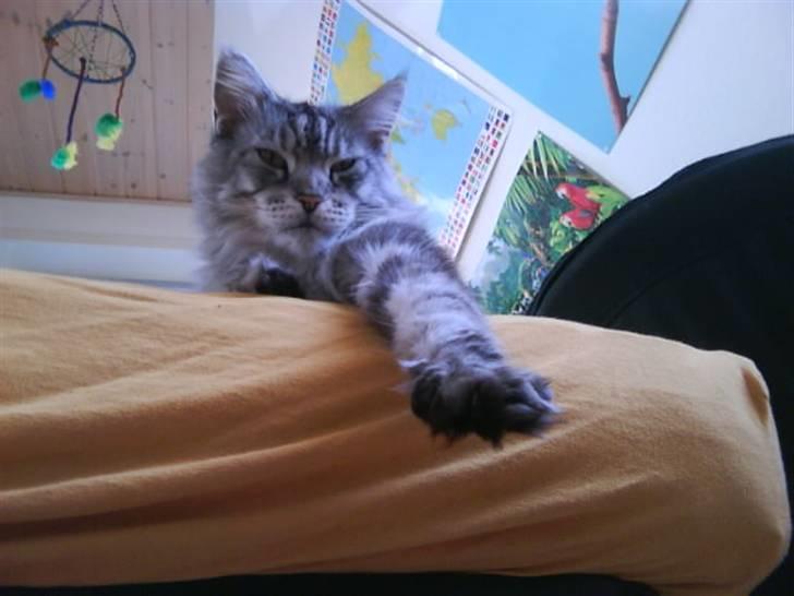 Maine Coon lille fix billede 6