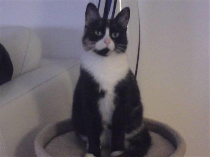 Huskat Misja billede 1