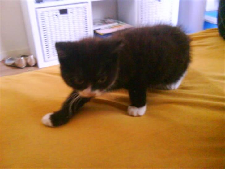 Blanding af racer herkules <3 billede 1