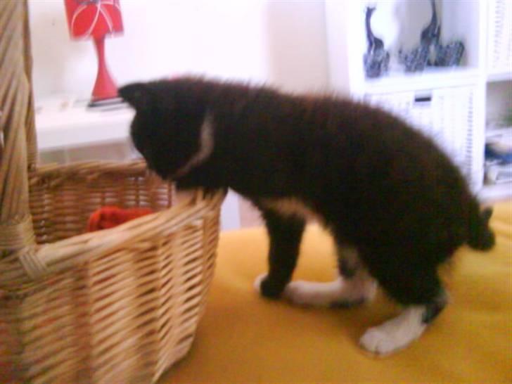 Blanding af racer herkules <3 billede 2