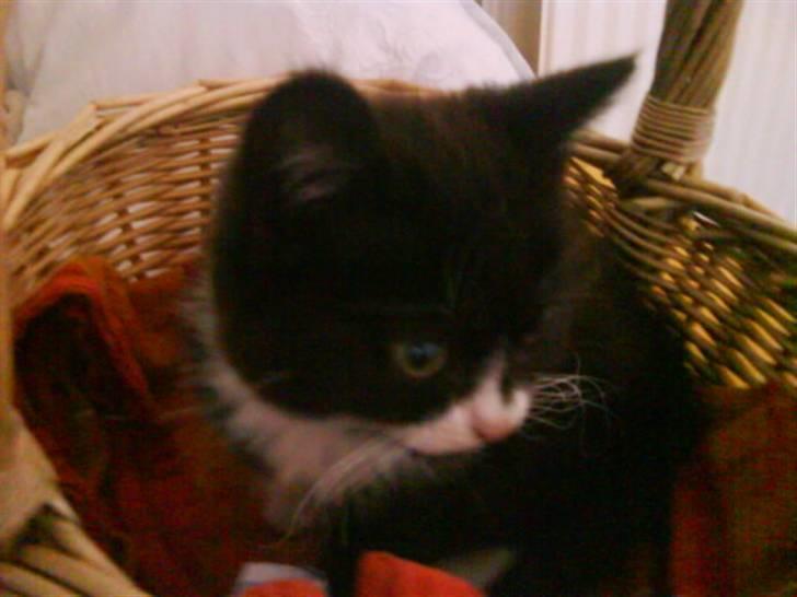 Blanding af racer herkules <3 billede 3