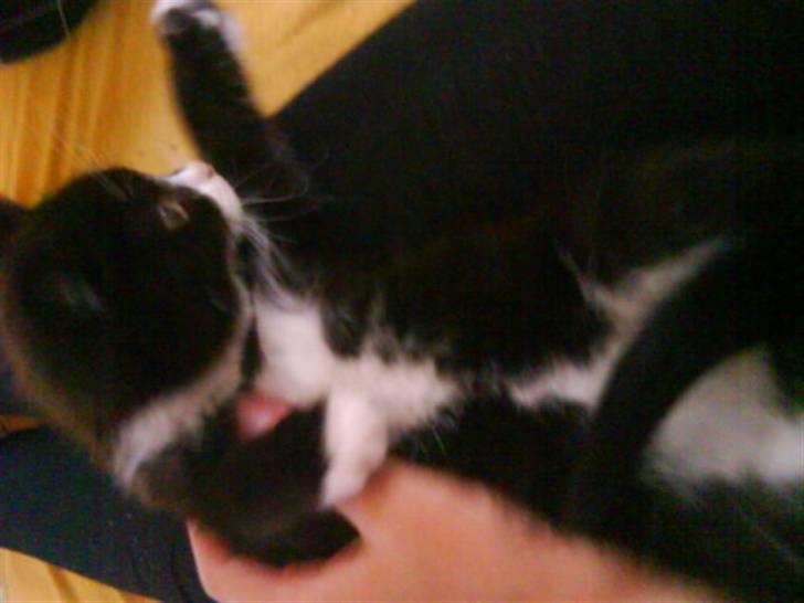 Blanding af racer herkules <3 billede 4