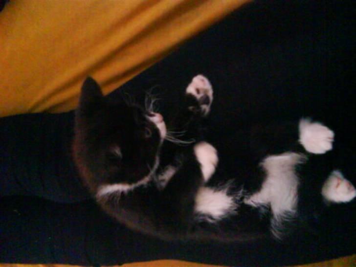 Blanding af racer herkules <3 billede 5