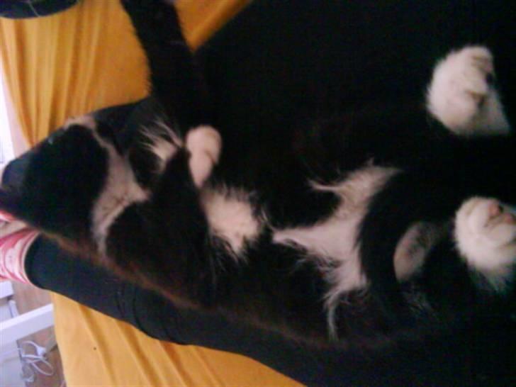 Blanding af racer herkules <3 billede 6