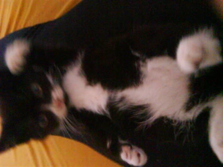 Blanding af racer herkules <3 billede 7