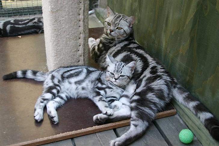 British Shorthair Iris af Clipper - Iris med sin mor Bibi billede 10