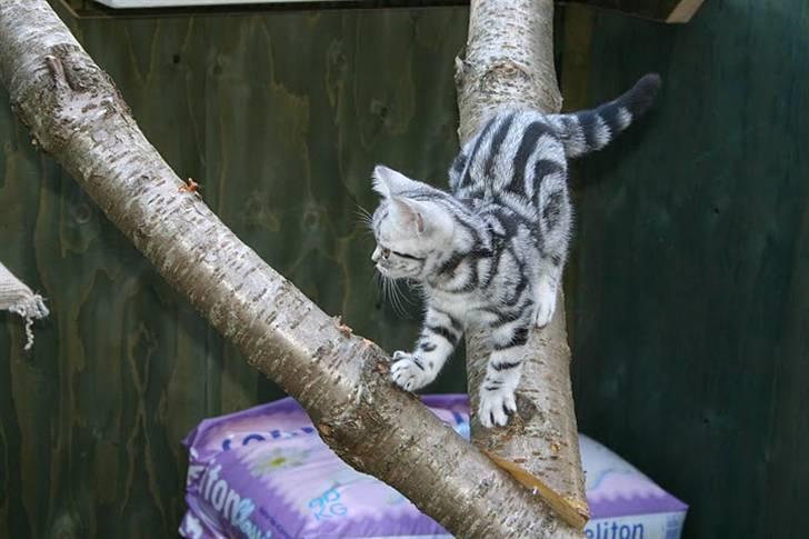 British Shorthair Iris af Clipper billede 11