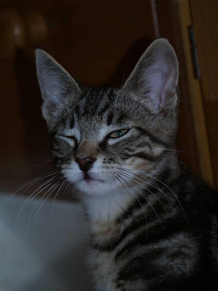 Blanding af racer Lille My - 25.07.10 billede 1