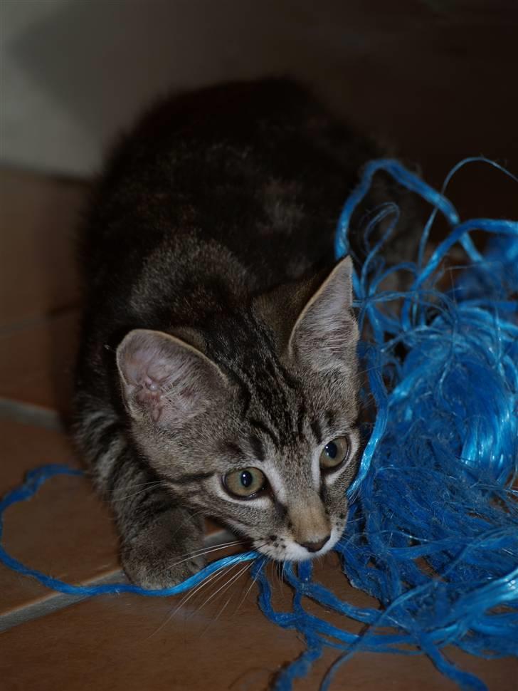 Blanding af racer Lille My - 25.07.10 billede 2