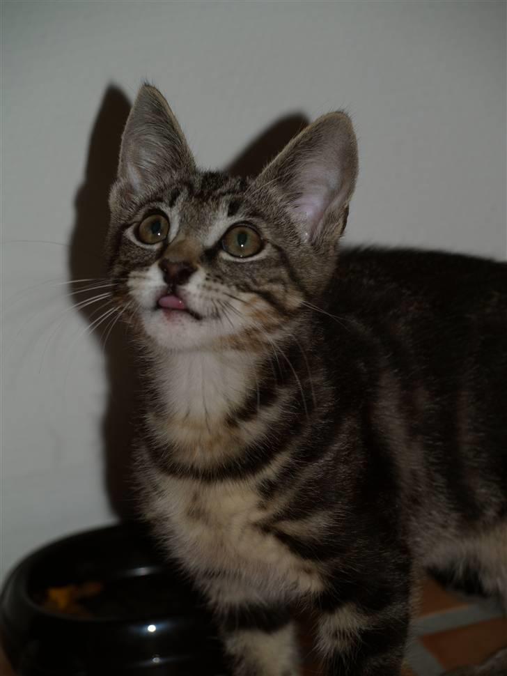 Blanding af racer Lille My - 25.07.10 billede 3