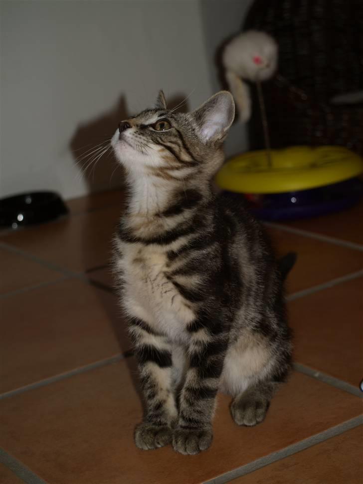 Blanding af racer Lille My - 25.07.10 billede 4