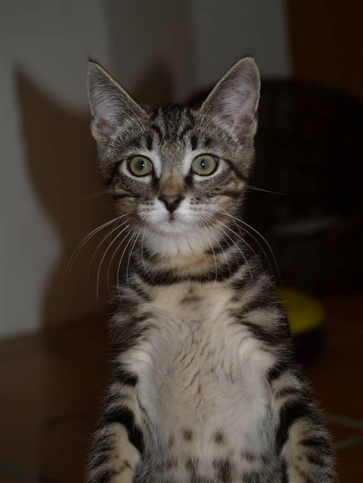 Blanding af racer Lille My - 25.07.10 billede 5