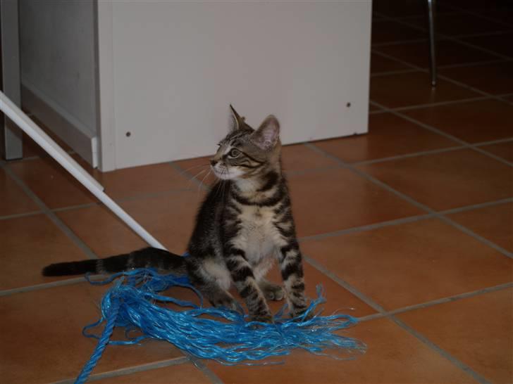 Blanding af racer Lille My - 25.07.10 billede 6