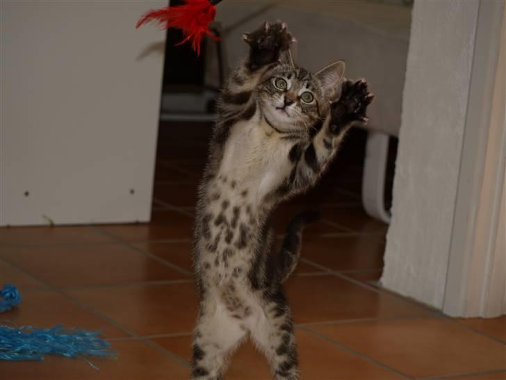 Blanding af racer Lille My - 25.07.10 - Super shoot taget af kæresten :) billede 7