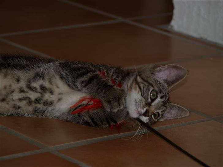 Blanding af racer Lille My - 25.07.10 billede 8