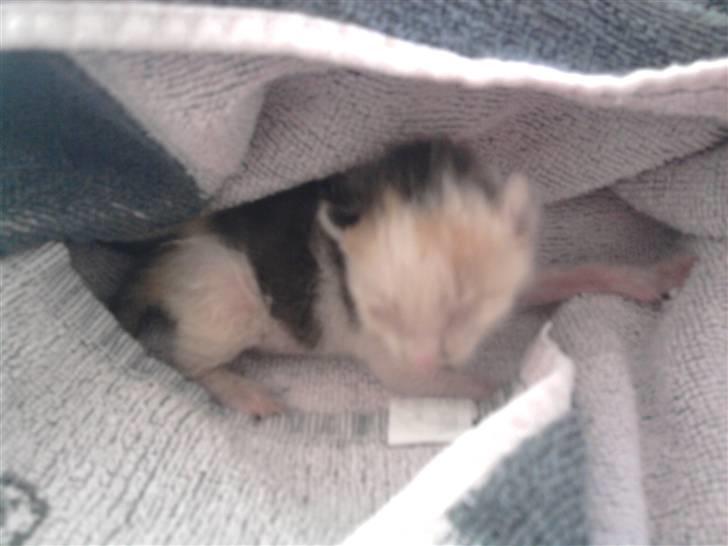 Huskat Lucky R.I.P 22-8-2010 - Lille Lucky  billede 1