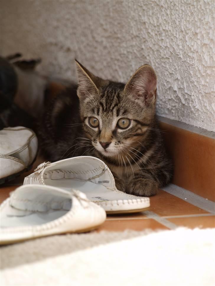 Blanding af racer Lille My - 25.07.10 billede 9