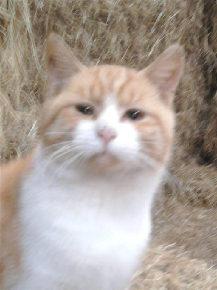 Huskat Lucky R.I.P 22-8-2010 - Lucky´s Far billede 3