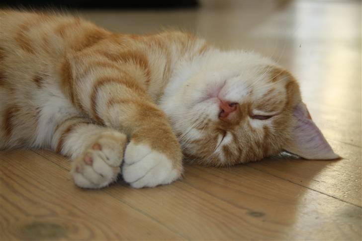 Huskat Tigermis billede 1