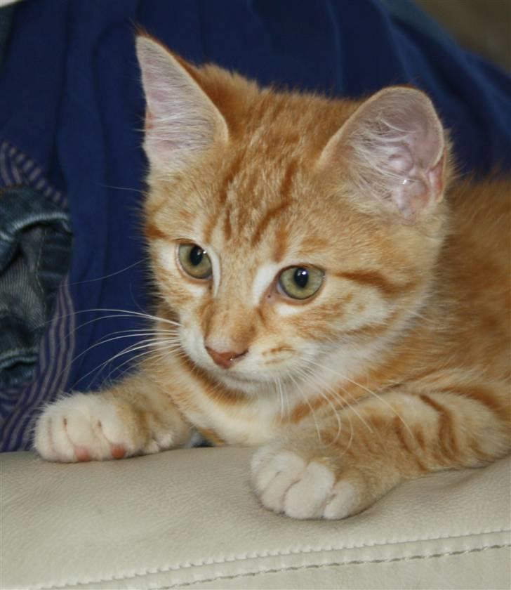 Huskat Tigermis billede 2