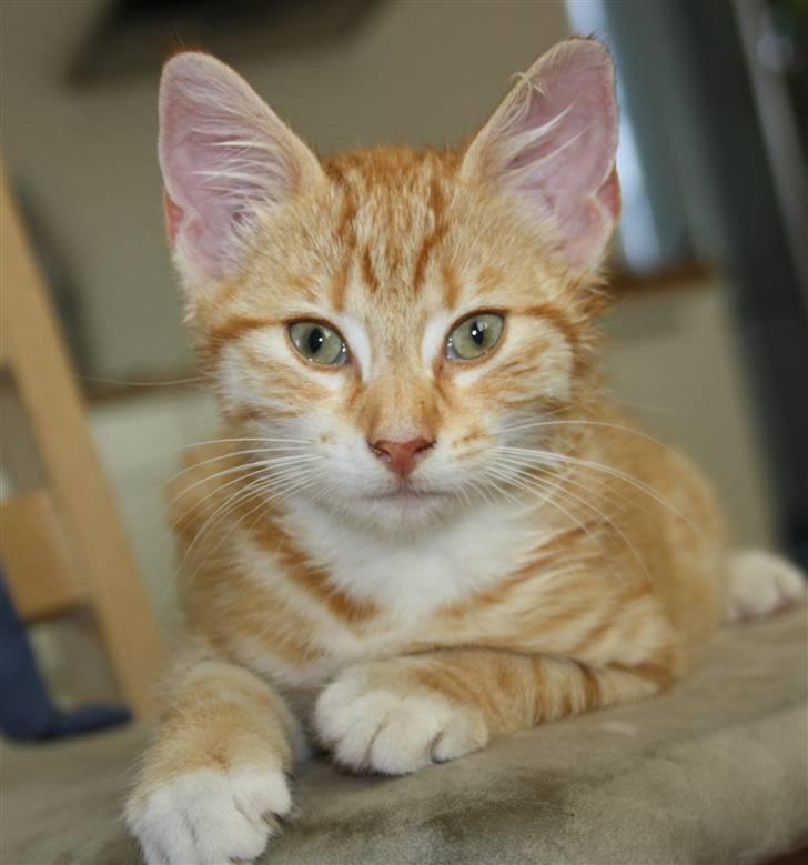 Huskat Tigermis billede 3