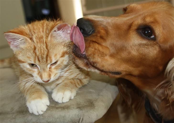 Huskat Tigermis billede 4