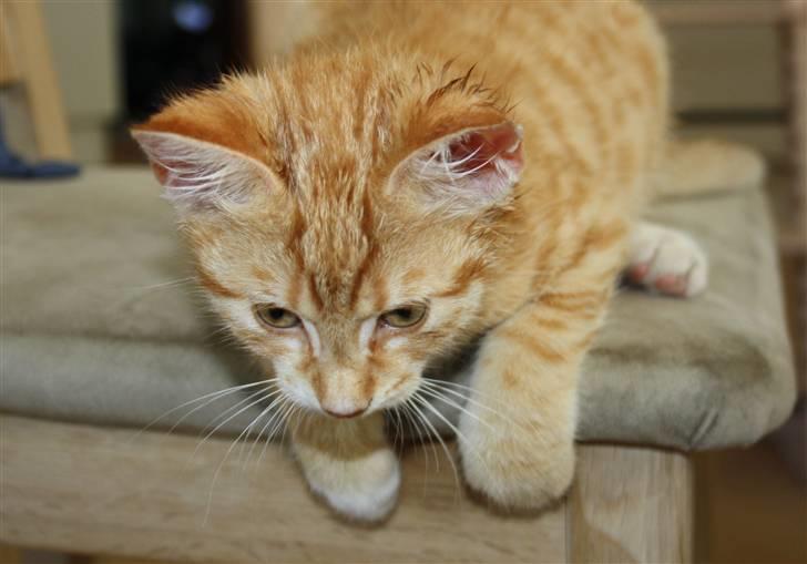 Huskat Tigermis billede 5