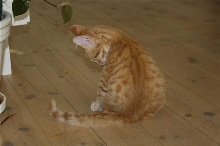 Huskat Tigermis billede 6