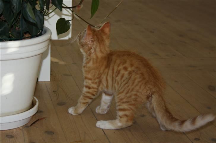 Huskat Tigermis billede 7