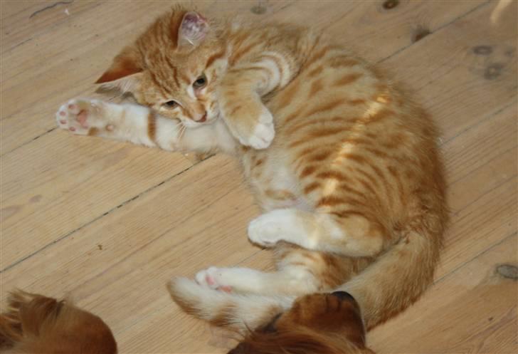 Huskat Tigermis billede 8