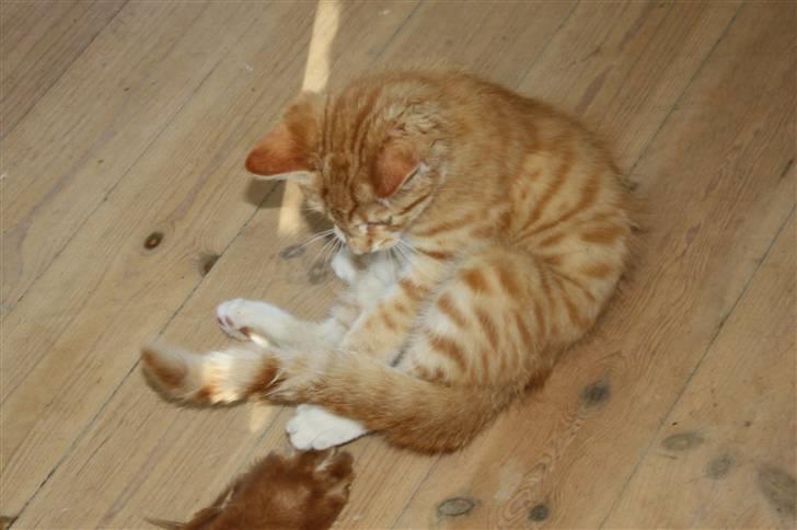 Huskat Tigermis billede 9