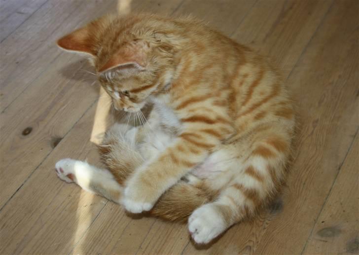 Huskat Tigermis billede 10