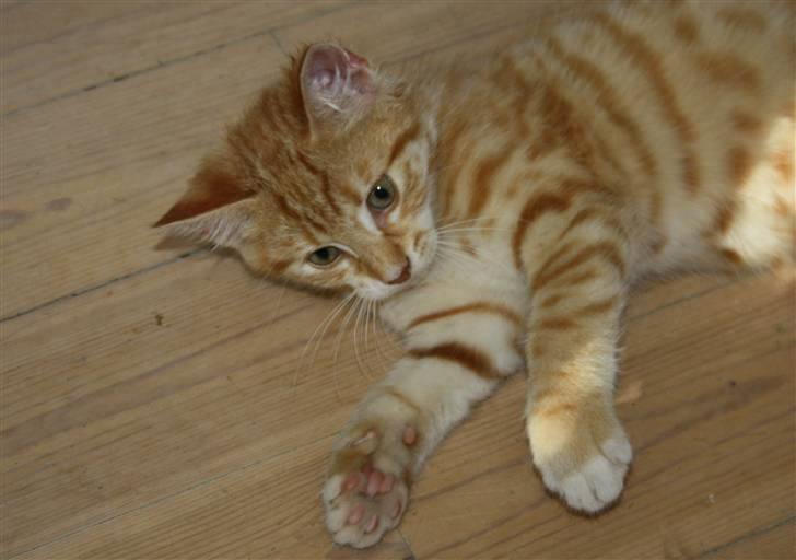 Huskat Tigermis billede 11