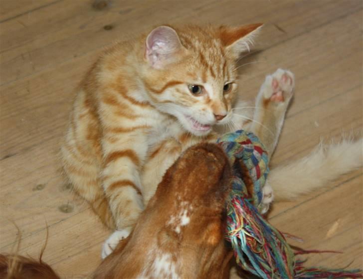 Huskat Tigermis billede 12