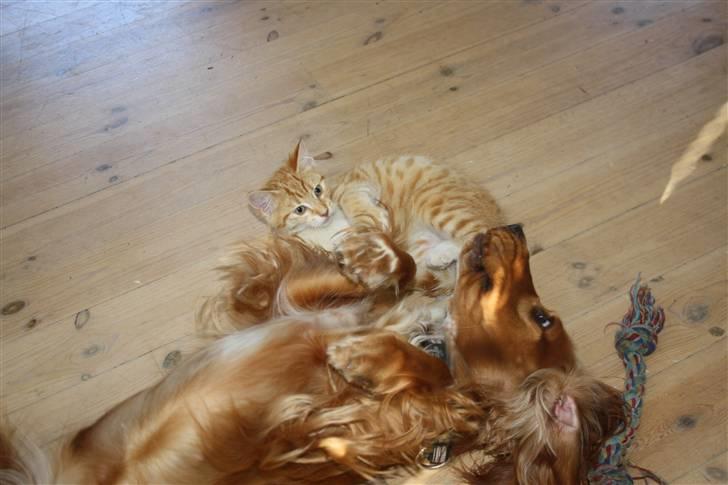 Huskat Tigermis billede 13