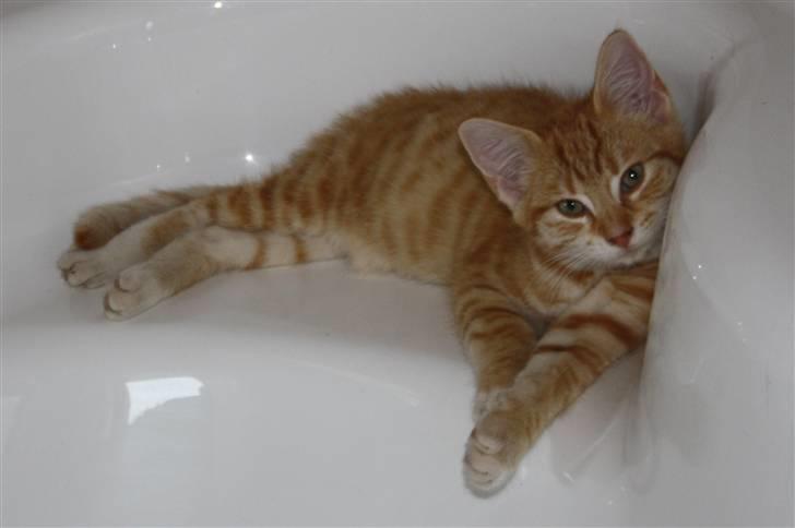 Huskat Tigermis billede 14