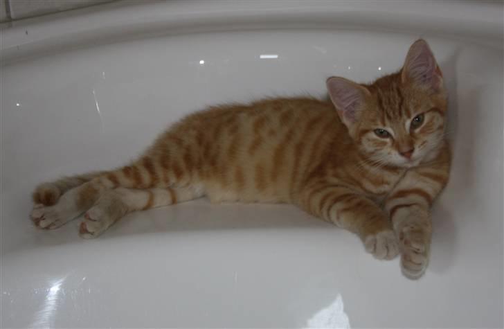 Huskat Tigermis billede 15