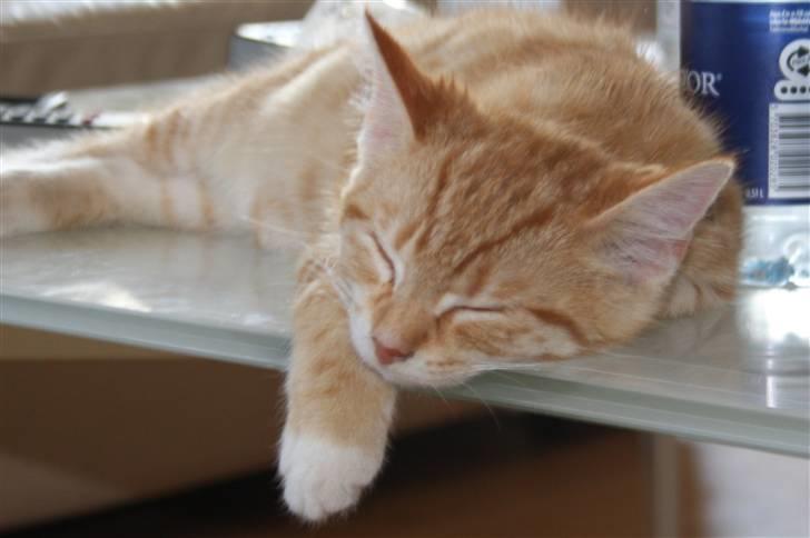 Huskat Tigermis billede 16