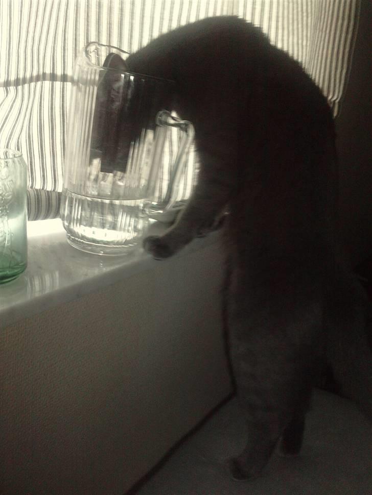 Huskat Bella billede 9