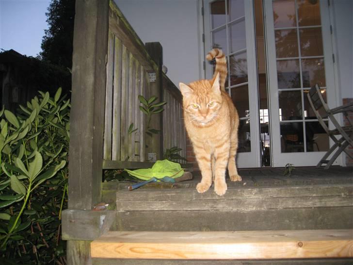 Huskat Stoffer - Hej og velkommen til Stoffer´s profil! :D her står Stoffer på trappen..:)  billede 1