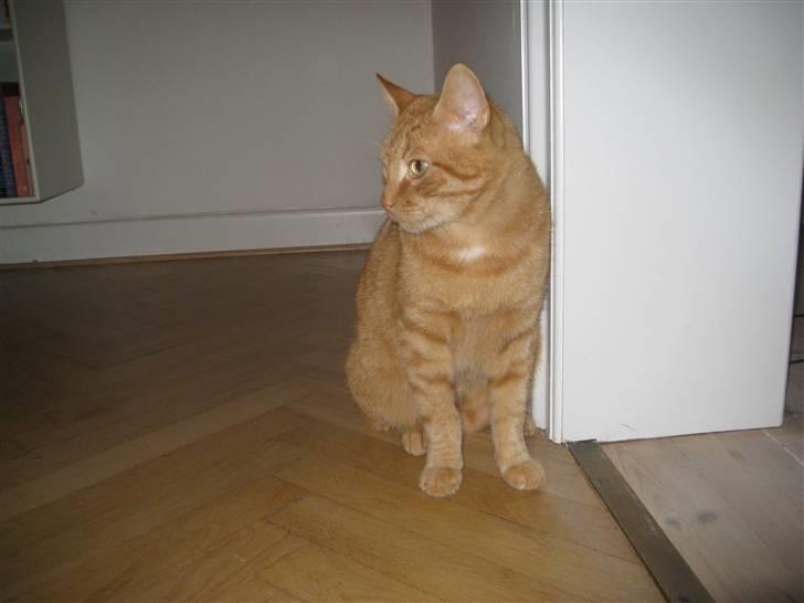 Huskat Stoffer - Stoffer vil ikke fotograferes! billede 2