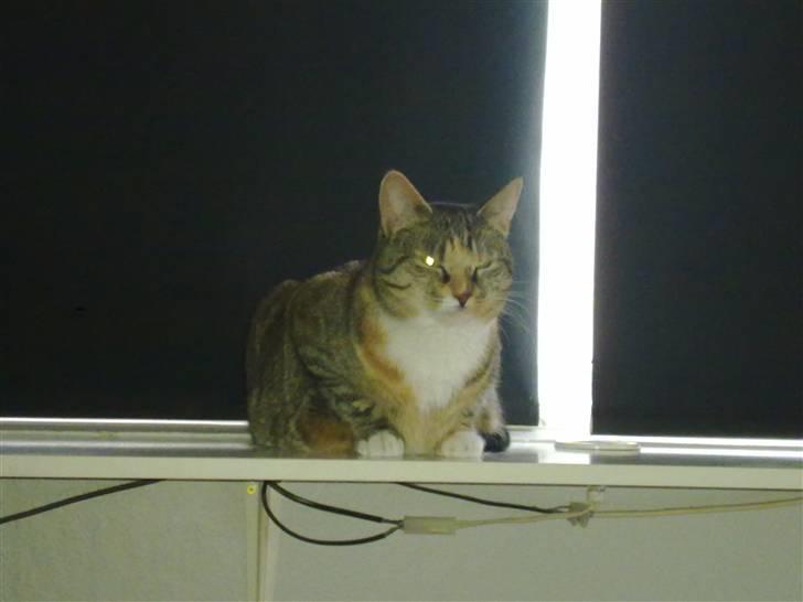 Huskat Freja billede 10