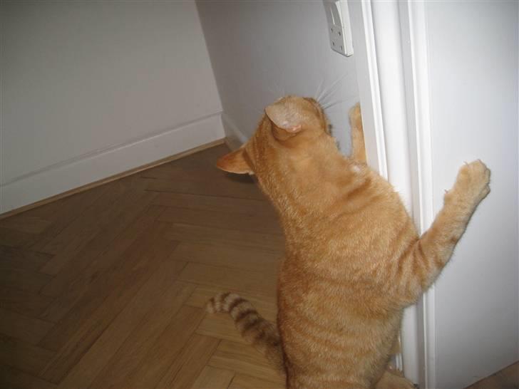 Huskat Stoffer - Krammer dørkammen.. billede 3