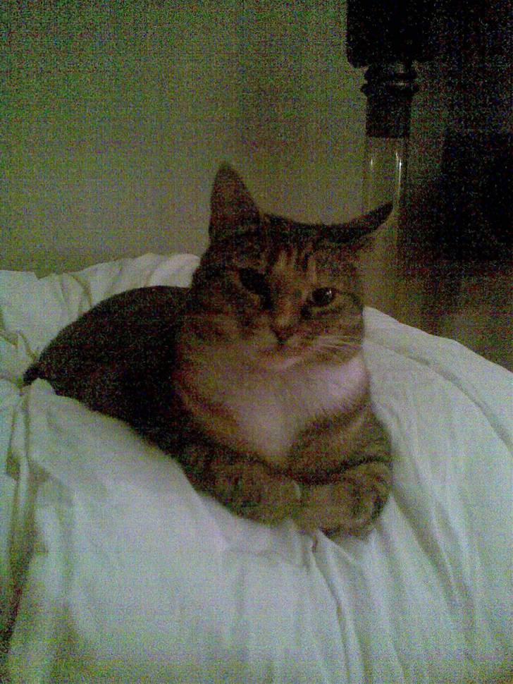 Huskat Freja billede 11