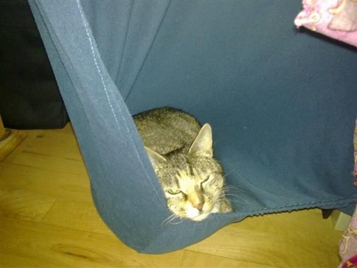 Huskat Freja billede 12