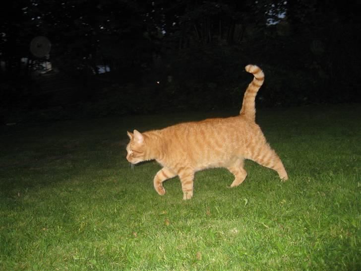 Huskat Stoffer - på opdagelse i haven.:D billede 4