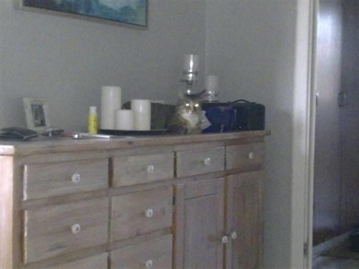 Huskat Freja billede 13