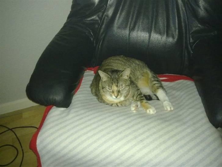 Huskat Freja billede 14