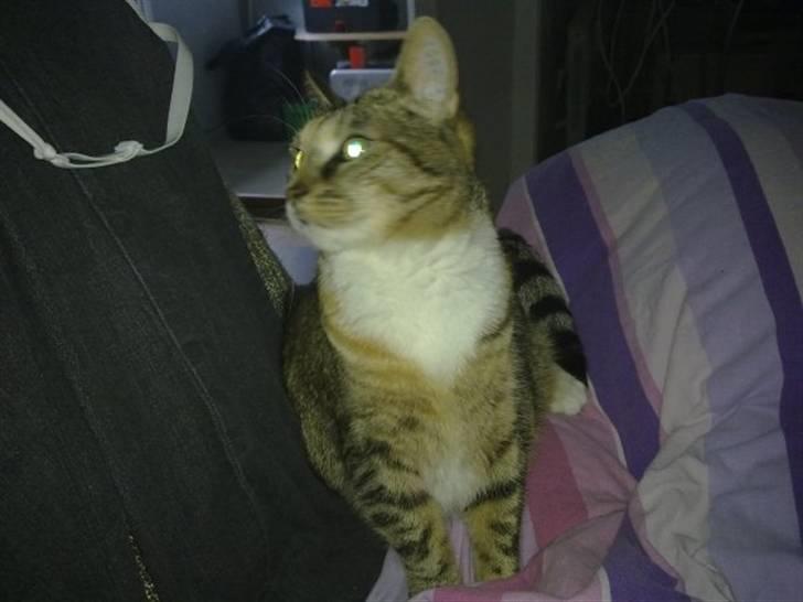 Huskat Freja billede 15