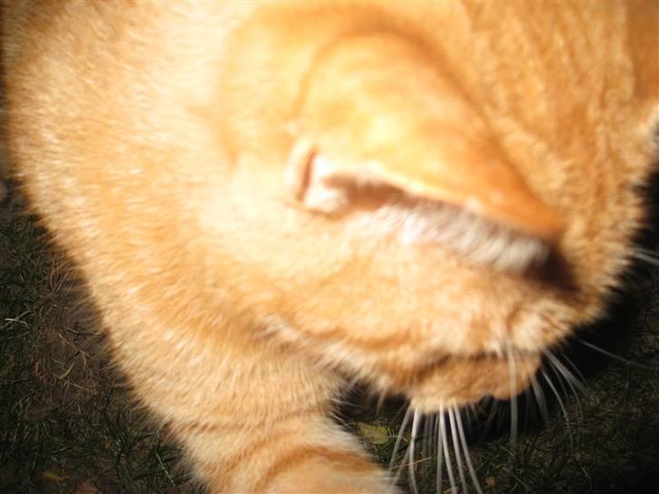 Huskat Stoffer - Leger med kamera snoren!.  billede 5